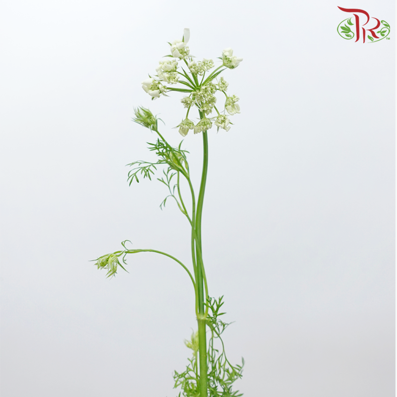 Orlaya White New Ammi - (Per Bunch)-White-China-prflorist.com.my