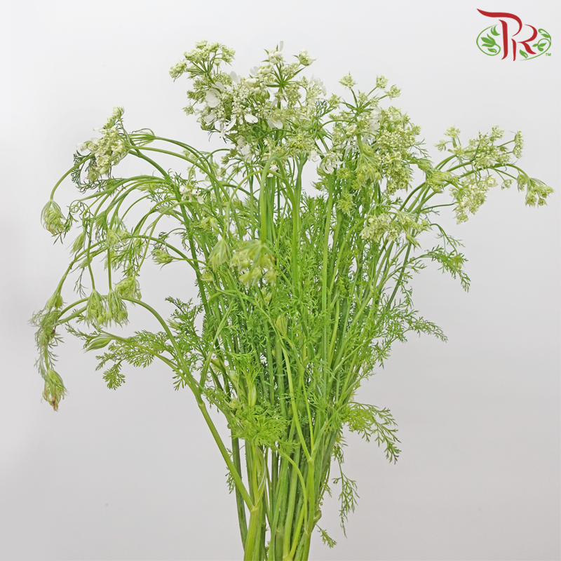 Orlaya White New Ammi - (Per Bunch)-White-China-prflorist.com.my