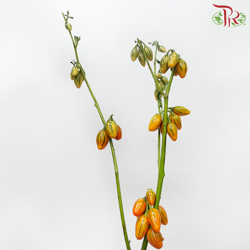 Ornamental Eggplant - (Per Bunch)-China-prflorist.com.my