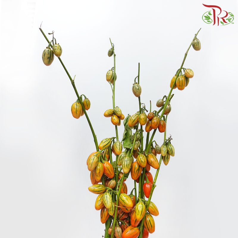Ornamental Eggplant - (Per Bunch)-China-prflorist.com.my