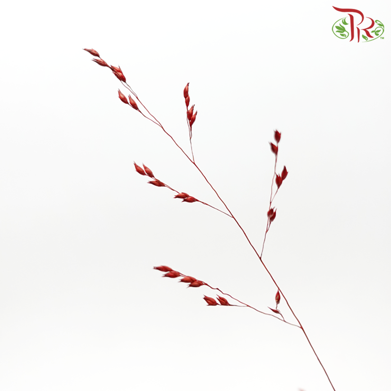 Ornamental Grass Dyed - Red (Per Bunch)-Red-Netherland-prflorist.com.my