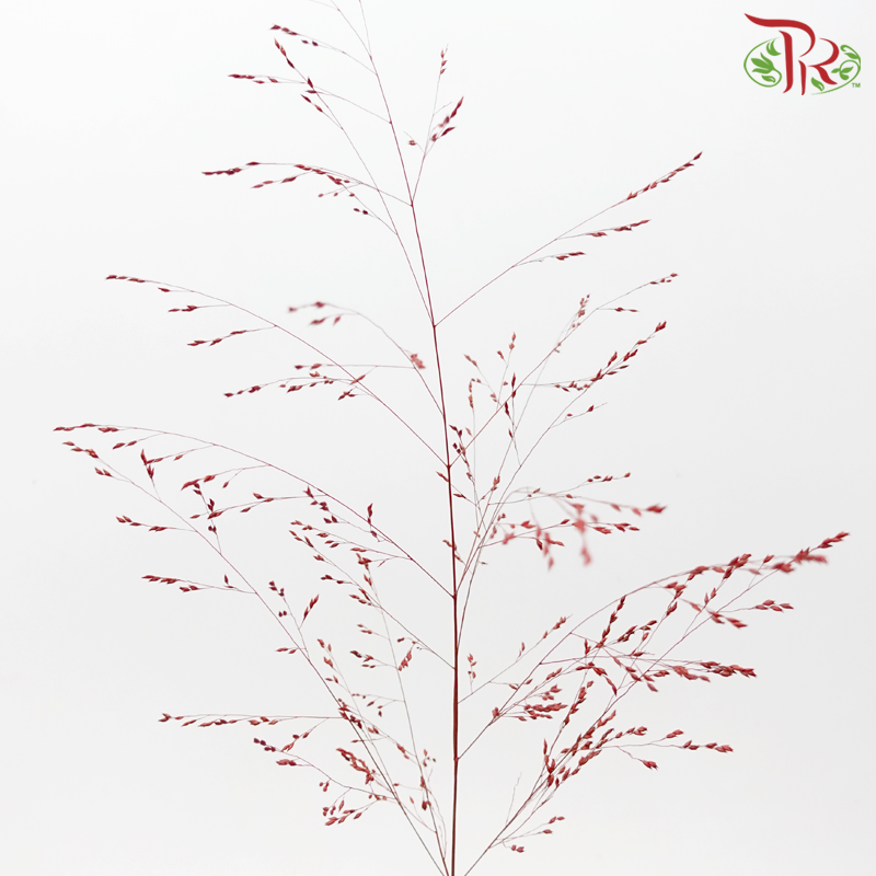 Ornamental Grass Dyed - Red (Per Bunch)-Red-Netherland-prflorist.com.my