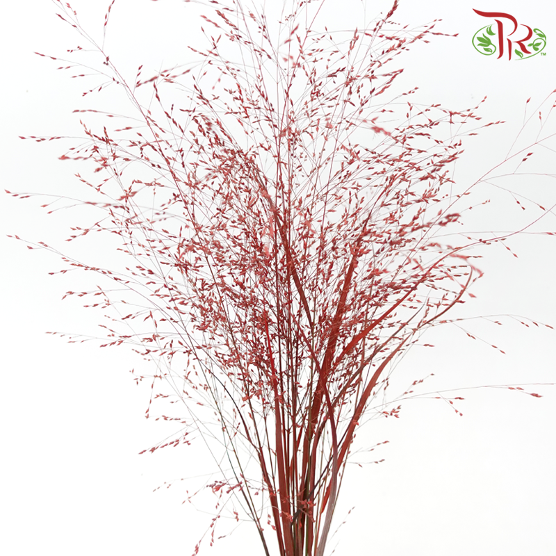 Ornamental Grass Dyed - Red (Per Bunch)-Red-Netherland-prflorist.com.my