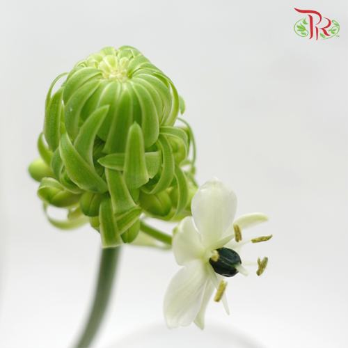Ornithogalum Arabicum (UFO) - (5 Stems)-Green-Netherland-prflorist.com.my