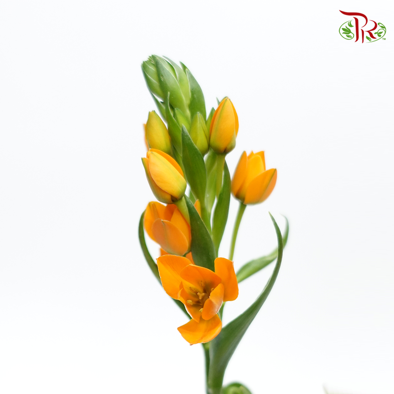 Ornithogalum Sharp - Orange Colour - (10 Stems)-Orange-Netherland-prflorist.com.my
