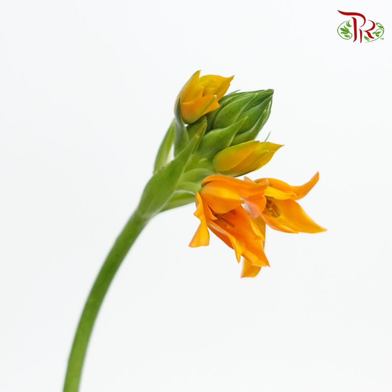 Ornithogalum Sharp - Orange Colour - (10 Stems)-Orange-Netherland-prflorist.com.my