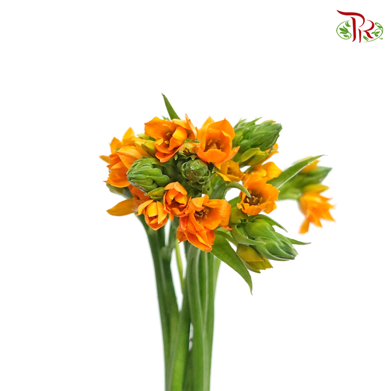 Ornithogalum Sharp - Orange Colour - (10 Stems)-Orange-Netherland-prflorist.com.my