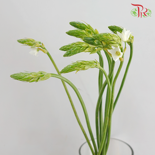 Ornithogalum Sharp- White - (10 Stems)-Netherland-prflorist.com.my