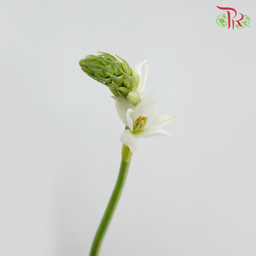 Ornithogalum Sharp- White - (10 Stems)-Netherland-prflorist.com.my