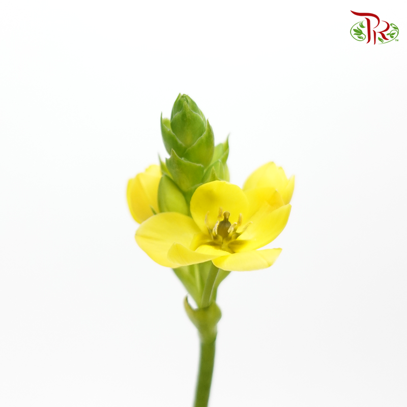 Ornithogalum Sharp - Yellow - (10 Stems)-Yellow-Netherland-prflorist.com.my