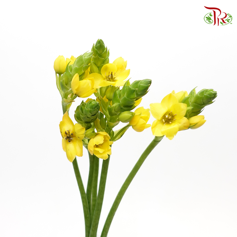 Ornithogalum Sharp - Yellow - (10 Stems)-Yellow-Netherland-prflorist.com.my