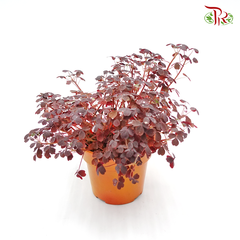 Oxalis Brown 《三角叶酢漿草》-Pudu Ria Florist-prflorist.com.my