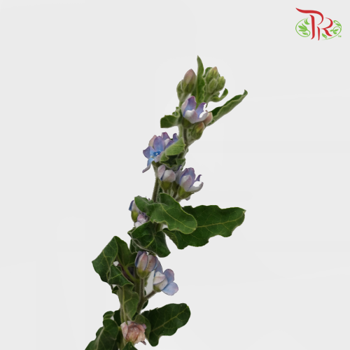 Oxypetalum - (5 Stems)-Import-prflorist.com.my