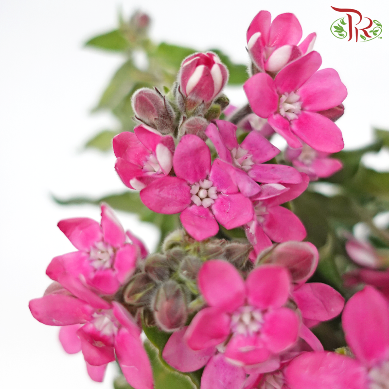 Oxypetalum - Pink (5 Stems)-Pink-Japan-prflorist.com.my