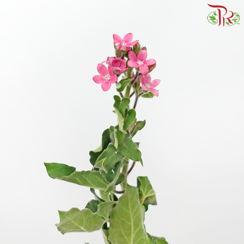 Oxypetalum - Pink (5 Stems)-Pink-Japan-prflorist.com.my