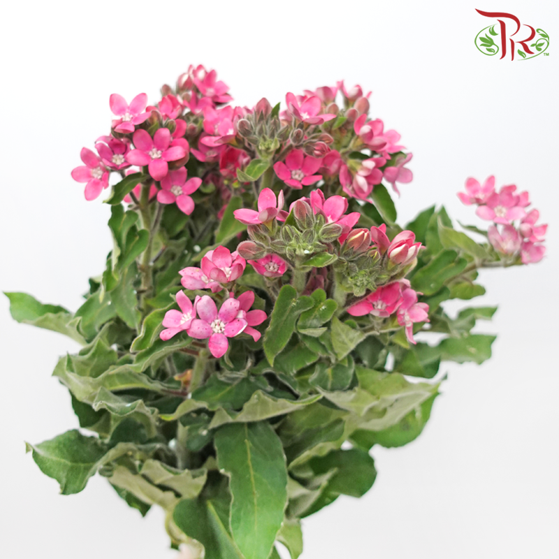 Oxypetalum - Pink (5 Stems)-Pink-Japan-prflorist.com.my