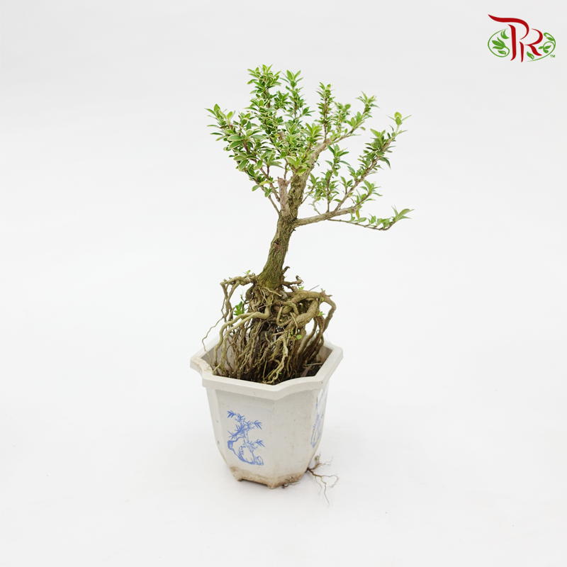 Serissa Variegated 《 六月雪》 - Pudu Ria Florist