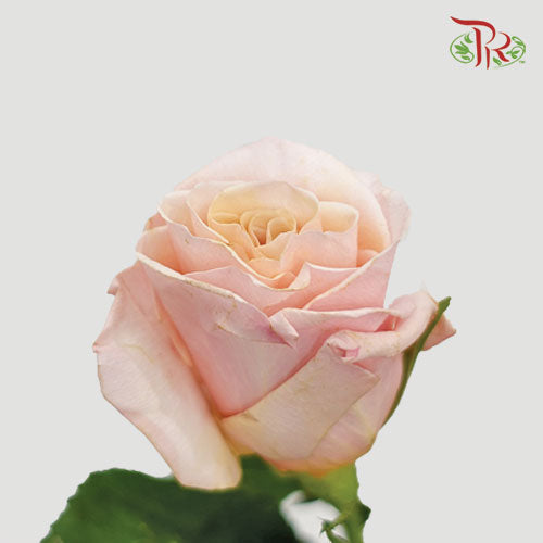 Rose - Mother Of Pearl (10 Stems) - Pudu Ria Florist