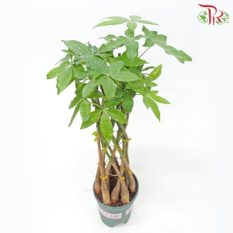 Pachira Basket《发财树》-Pudu Ria Florist-prflorist.com.my