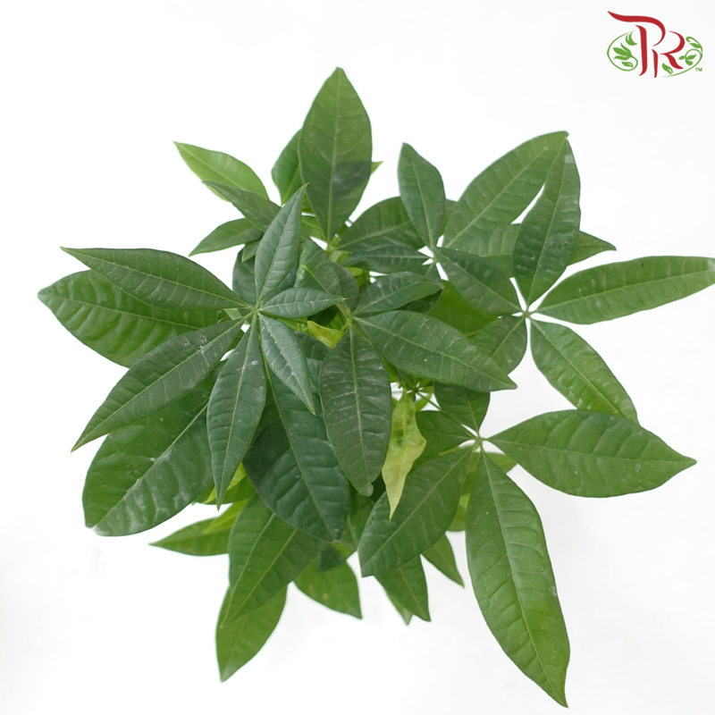 Pachira Buddha Hand P90《发财树》-Pudu Ria Florist-prflorist.com.my