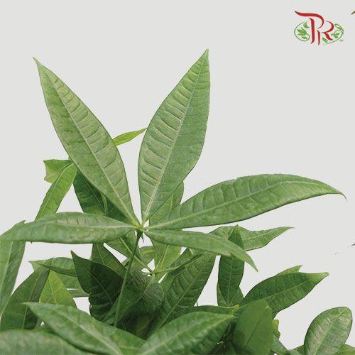 Pachira Tree Head 3 Stems 《发财树》-Pudu Ria Florist-prflorist.com.my