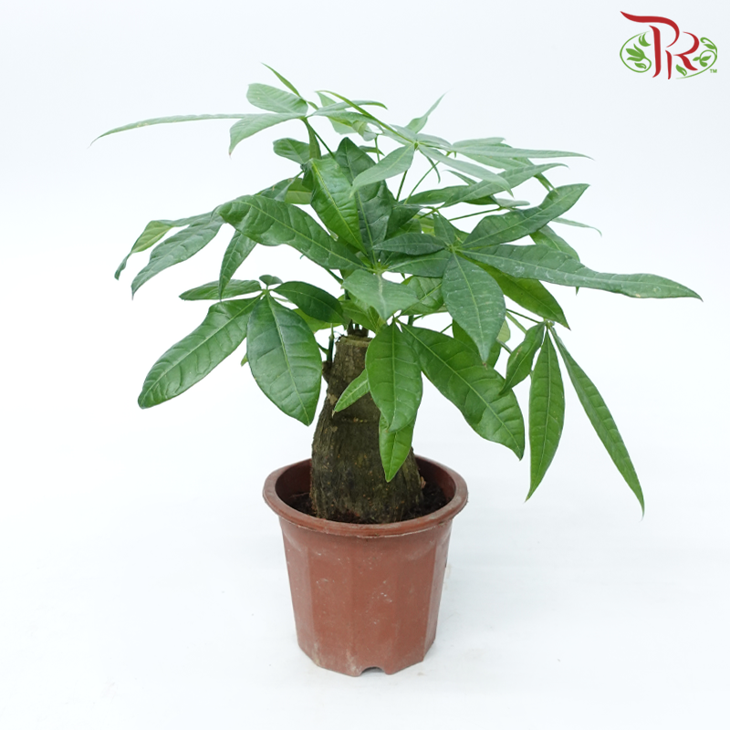 Pachira Tree Head P230《发财树》-Pudu Ria Florist-prflorist.com.my