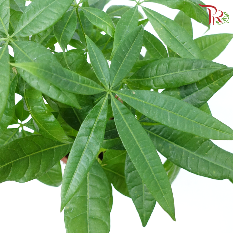 Pachira Tree Head P230《发财树》-Pudu Ria Florist-prflorist.com.my
