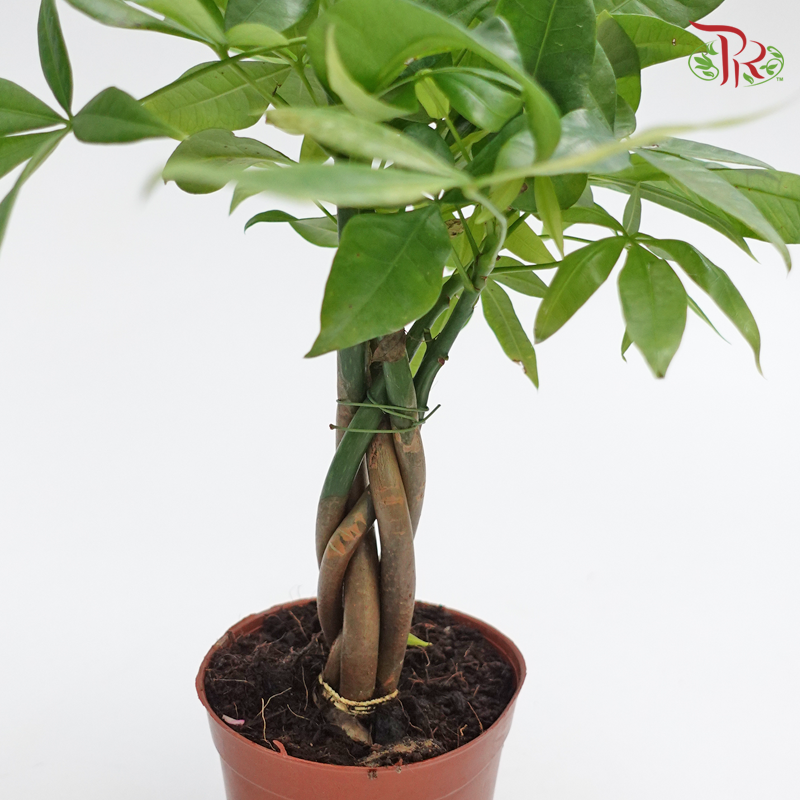 Pachira 3 Plait P90 《三辫发财树》