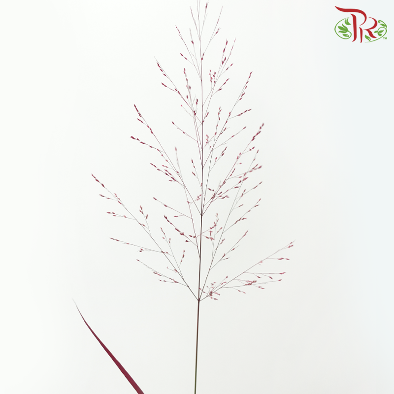 Panicum Dyed - Red (5 Stems)-Japan-prflorist.com.my