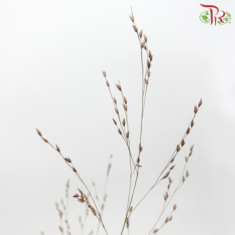 Panicum Virgatum (Per Bunch)-Netherland-prflorist.com.my