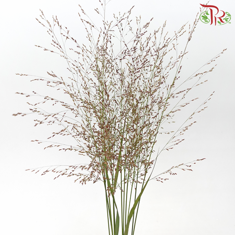 Panicum Virgatum (Per Bunch)-Netherland-prflorist.com.my