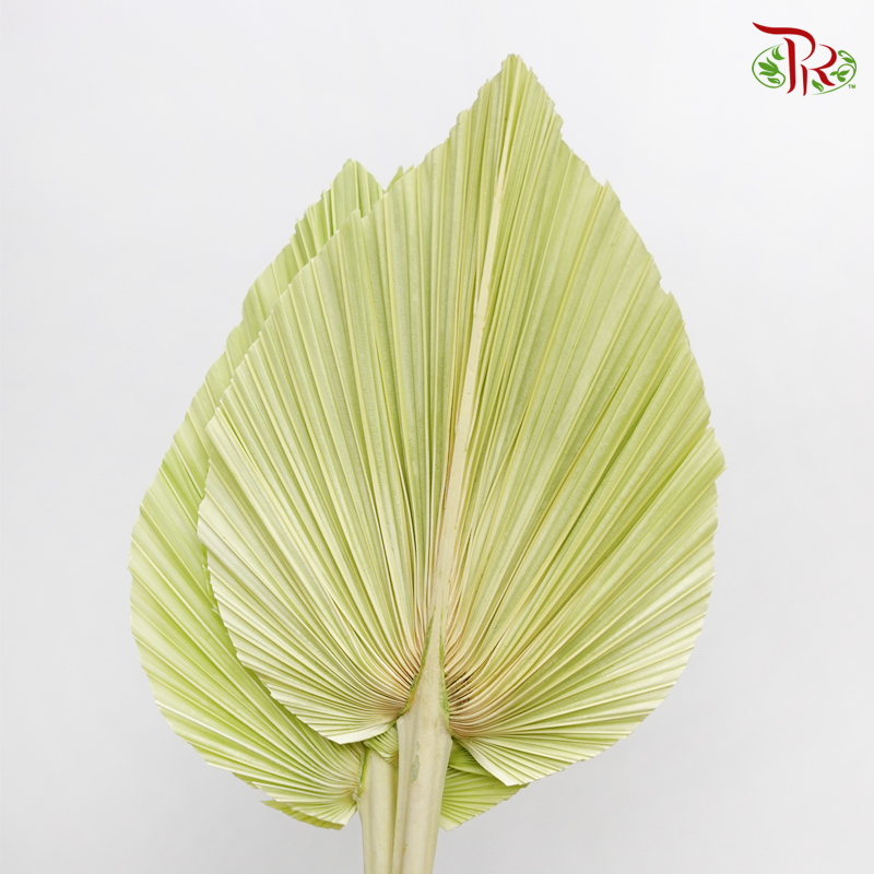 Dried Palm Dyed XXXL - Pastel Green Faded (5 Stems) - Pudu Ria Florist