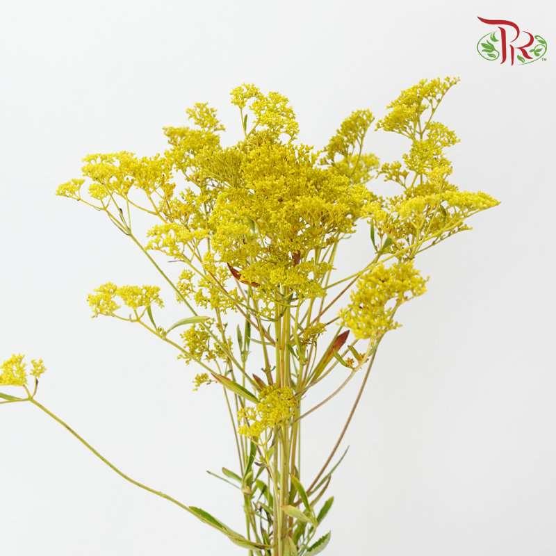 Patrinia Scabiosifolia (5 Stems)-Japan-prflorist.com.my