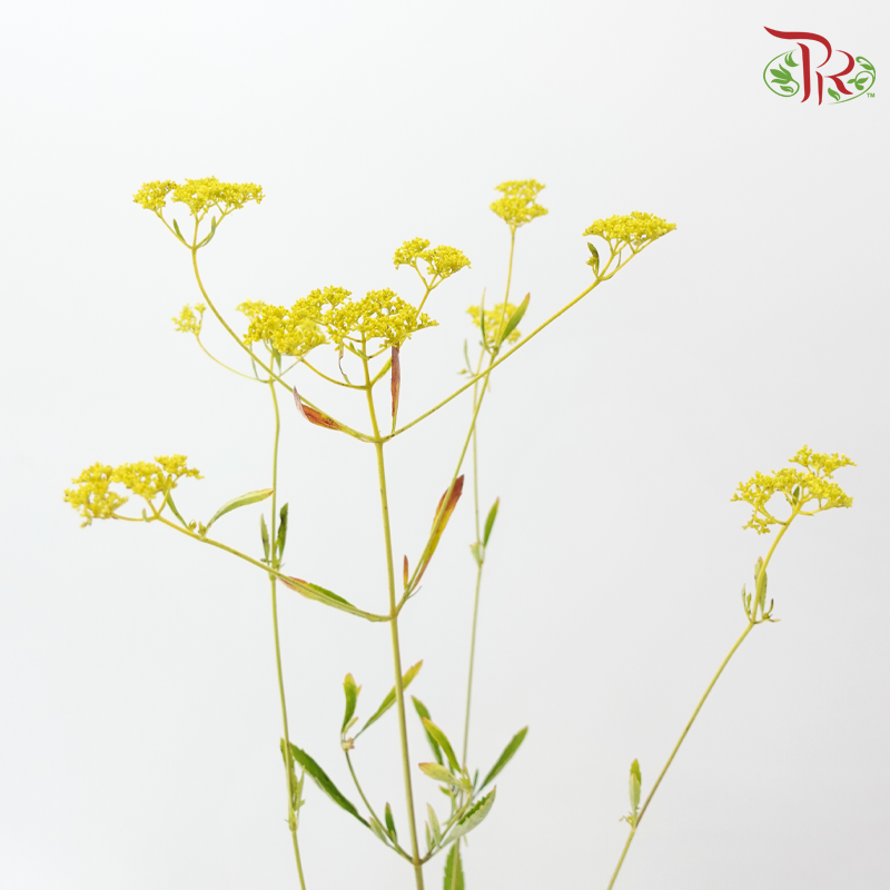 Patrinia Scabiosifolia (5 Stems)-Japan-prflorist.com.my