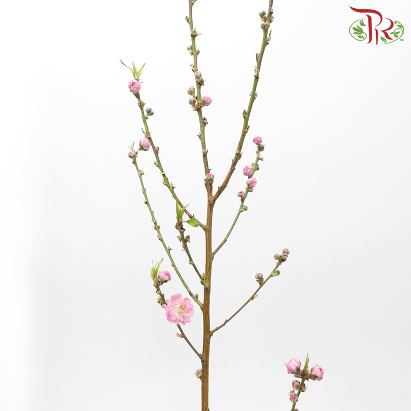 Peach Blossom - (Per Bunch)-China-prflorist.com.my
