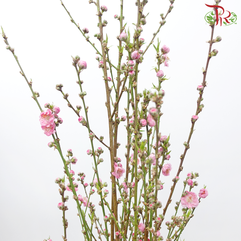 Peach Blossom - (Per Bunch)-China-prflorist.com.my