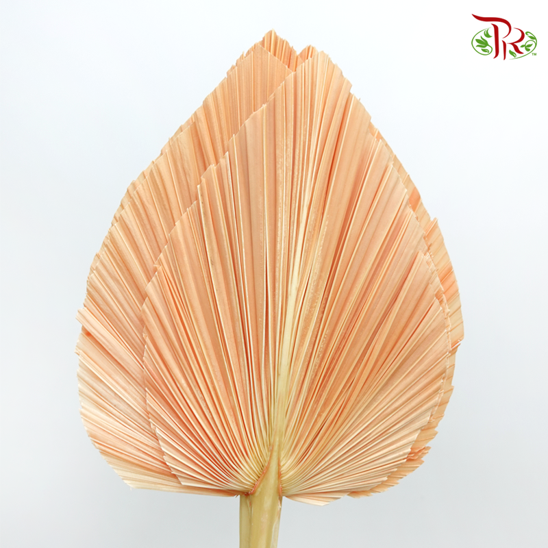 Dried Palm Dyed XXXL - Pastel Peach Faded (5 Stems) - Pudu Ria Florist