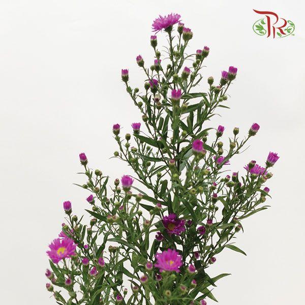 Peacock - Purple (Per Bunch)-Purple-Malaysia-prflorist.com.my
