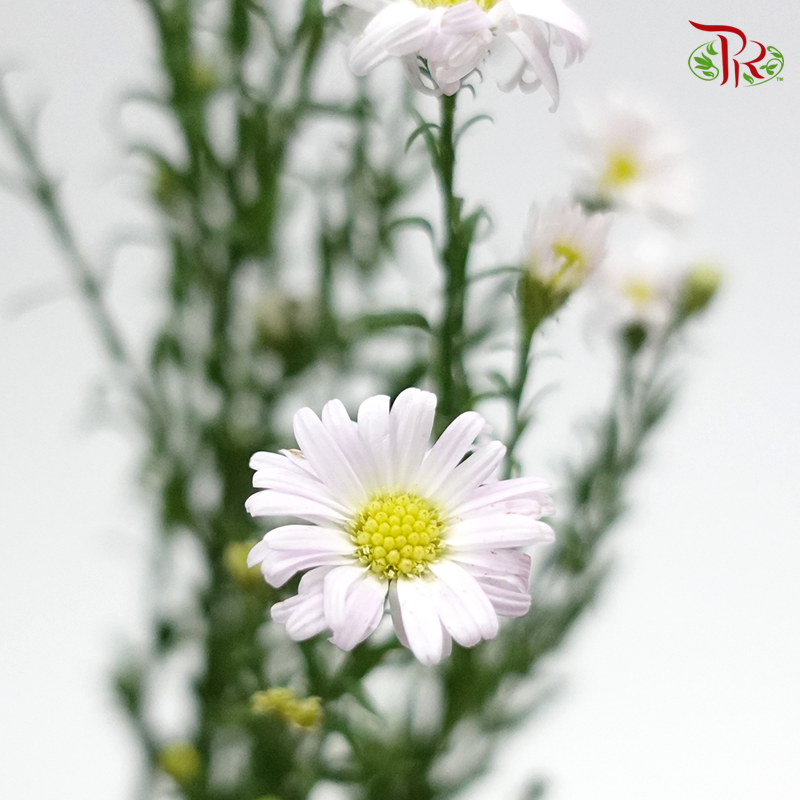 Peacock (Targets Patula) - Per Bunch-Pink-China-prflorist.com.my