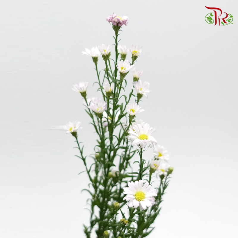 Peacock (Targets Patula) - Per Bunch-Pink-China-prflorist.com.my