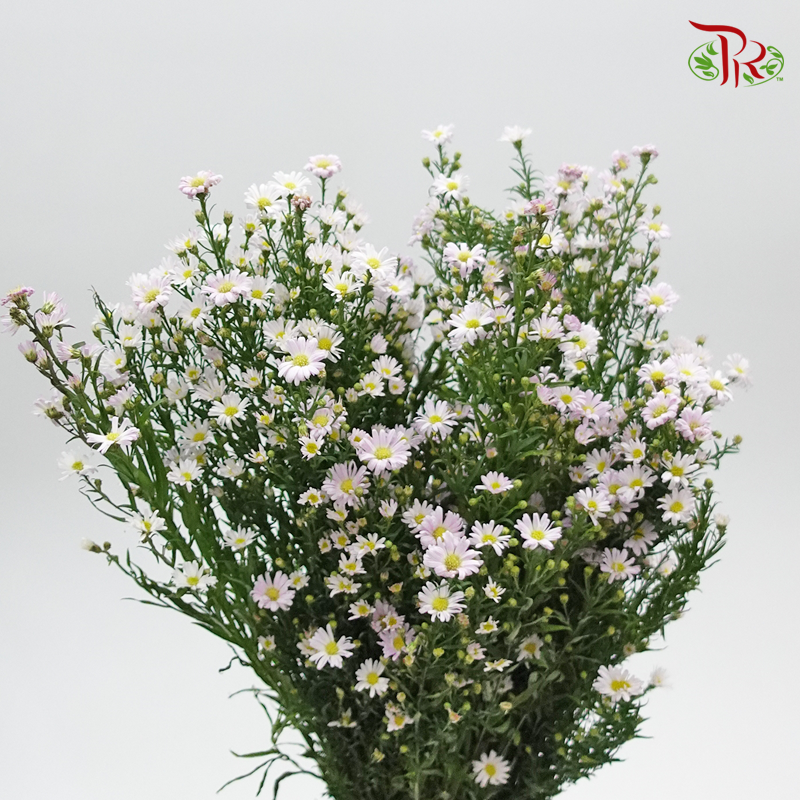 Peacock (Targets Patula) - Per Bunch-Pink-China-prflorist.com.my