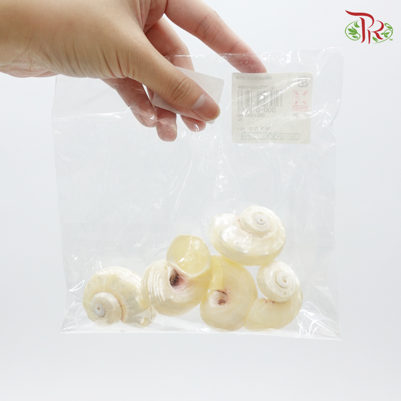 Pearl Shell / Small Starfish Preservative (5pcs) ( 5576-0-000 )-Japan-prflorist.com.my