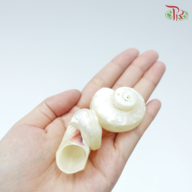 Pearl Shell / Small Starfish Preservative (5pcs) ( 5576-0-000 )-Japan-prflorist.com.my