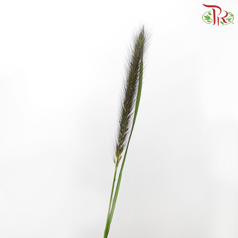 Pennisetum - Black Fox (5 Stems)-Black Fox-Netherland-prflorist.com.my