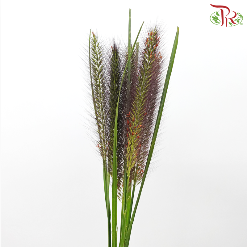 Pennisetum - Black Fox (5 Stems)-Black Fox-Netherland-prflorist.com.my