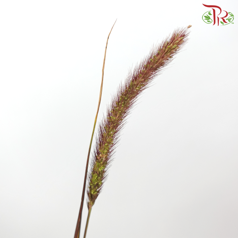 Pennisetum - Brown (Per Bunch)-Brown-China-prflorist.com.my