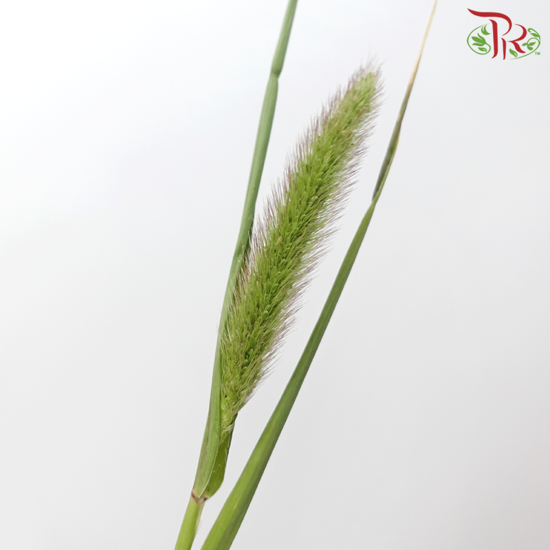 Pennisetum - Brown (Per Bunch)-Brown-China-prflorist.com.my