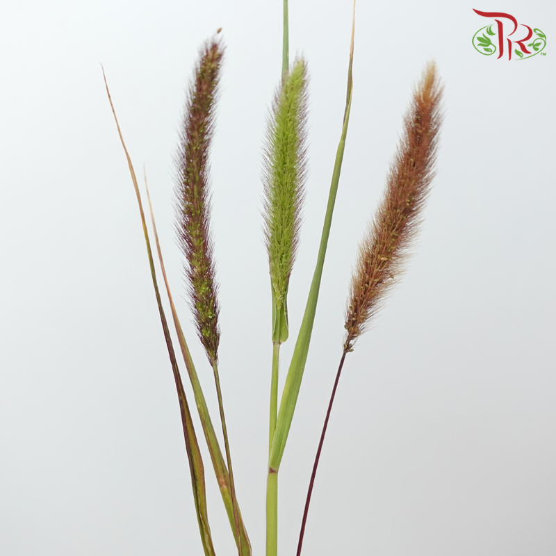 Pennisetum - Brown (Per Bunch)-Brown-China-prflorist.com.my