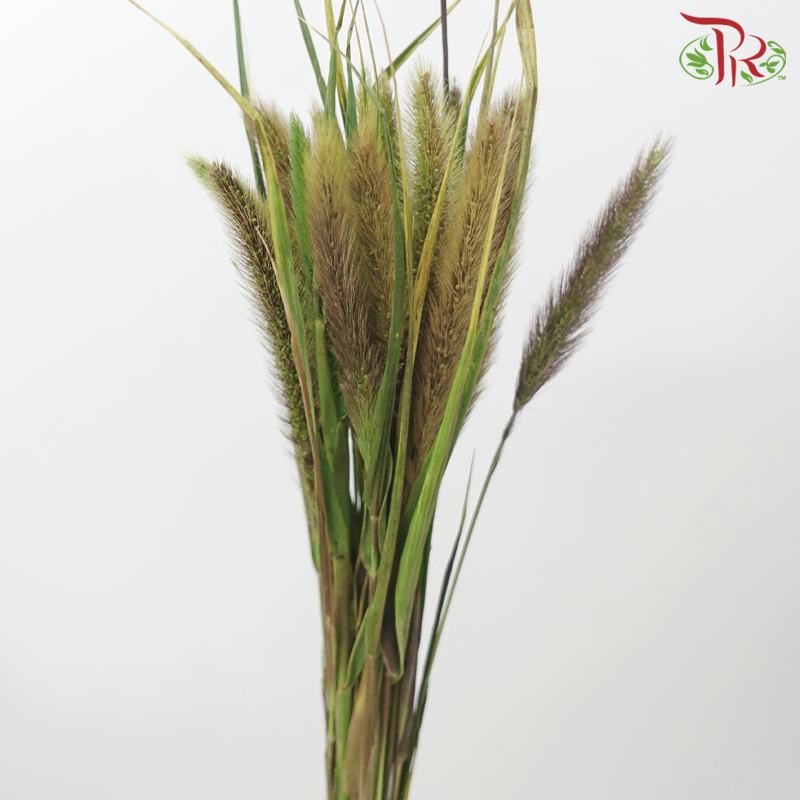 Pennisetum - Brown (Per Bunch)-Brown-China-prflorist.com.my