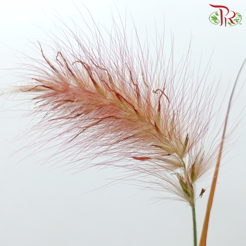 Pennisetum - Burgundy (Per Bunch)-Burgundy-China-prflorist.com.my